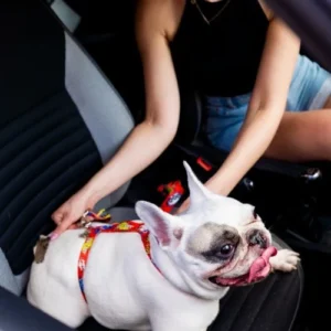 Safety Belt - Ruby Graffiti S