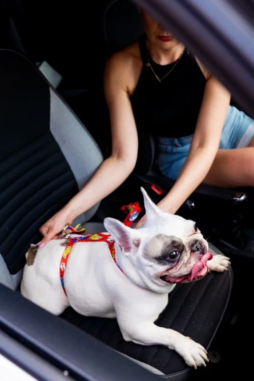 Safety Belt - Ruby Graffiti S