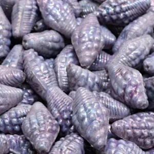 Miter Shell Beads - Chalk white lila nebula 16x8mm, set ten