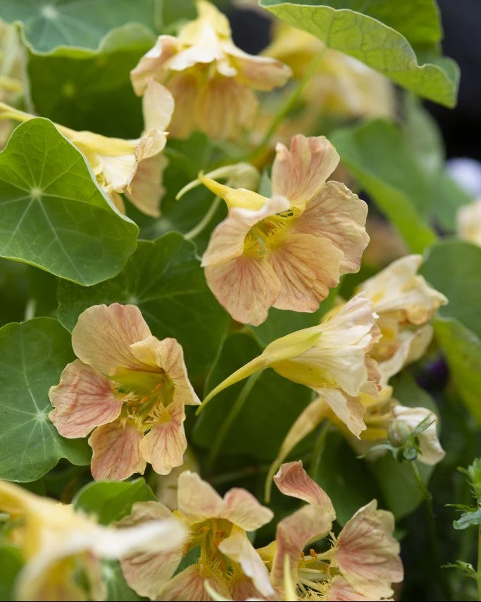 Buskkrasse 'Tip top pink blush'