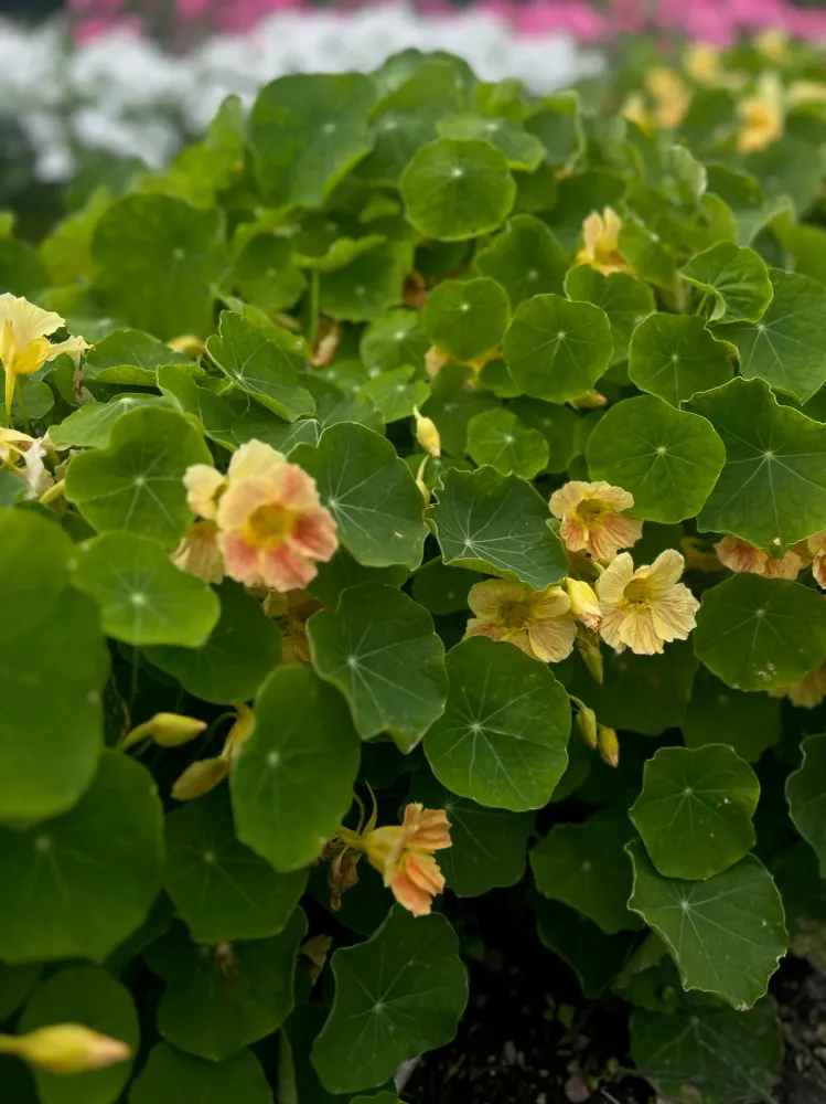 Buskkrasse 'Tip top pink blush'
