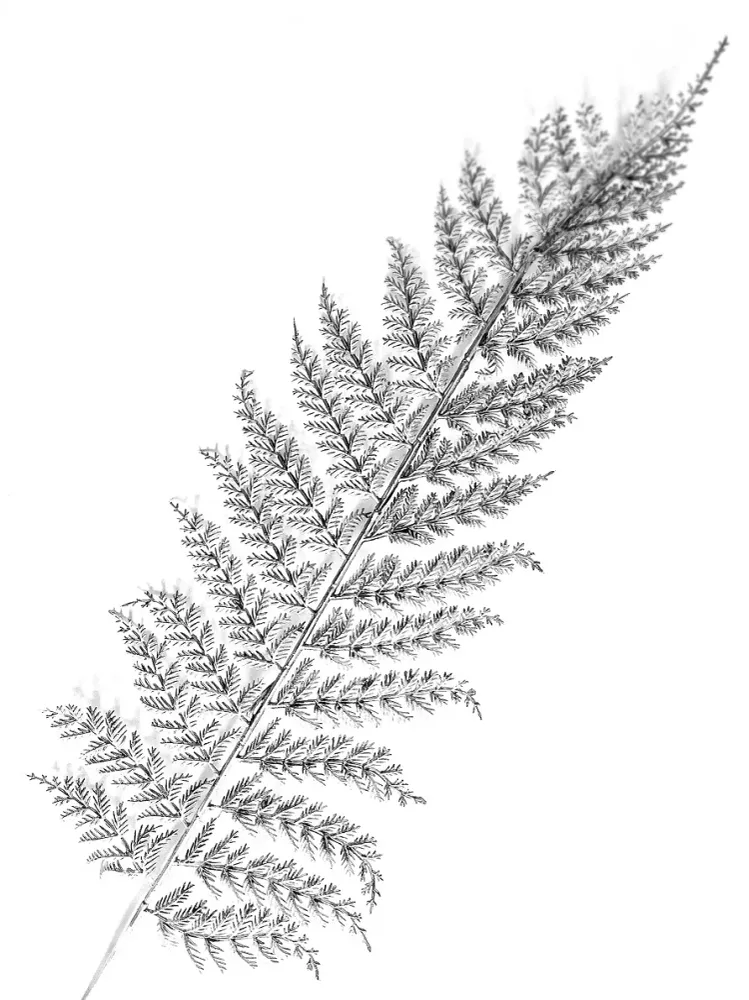 212 " Feather" 30x40cm
