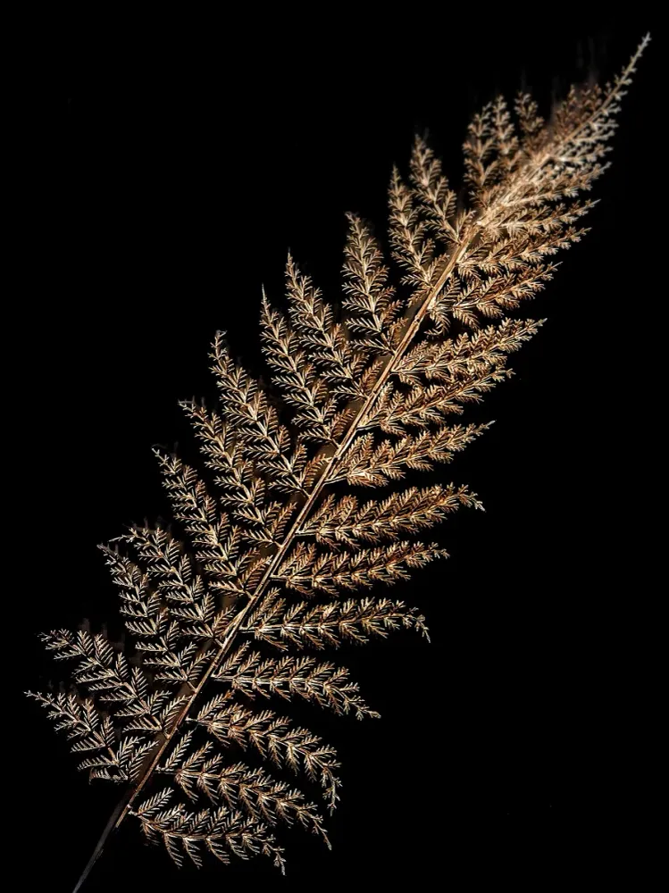 212 " Feather" 30x40cm