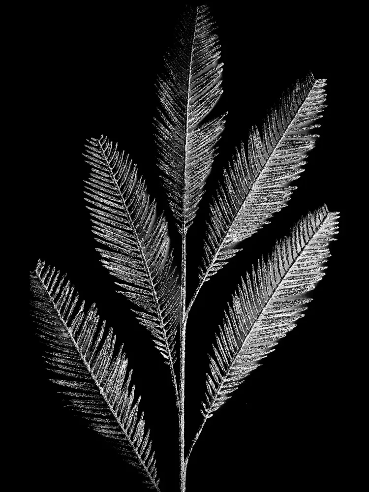 370 " Feathers" 30x40cm