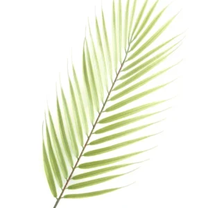 473 " Palmleaf" 30x40cm