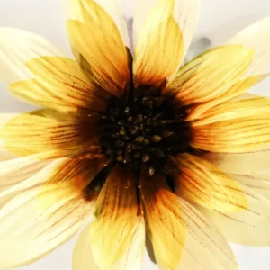 479 "Sunflower" 30x40cm