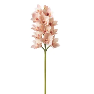 Cymbidium 65 cm Coral