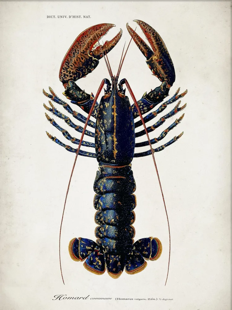 Dybdahl "Lobster" 50x70 cm