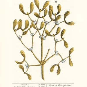 Dybdahl "Mistletoe" 30x40 cm