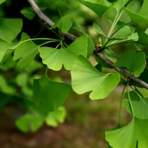 Gingko 14-16
