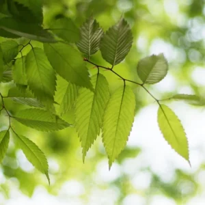Japansk zelkova 14-16