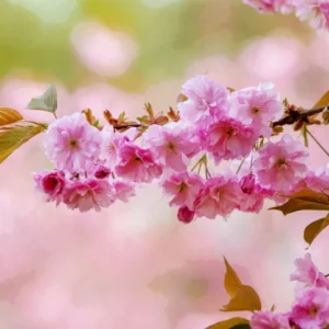 Japanskt prydnadskörsbär 'Kanzan' 10-12