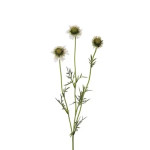 Professionell Kvalitet Scabiosa 64 cm