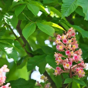 Rödblommig höstkastanj 14-16