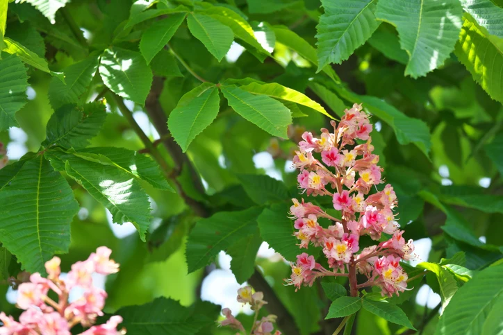 Rödblommig höstkastanj 14-16