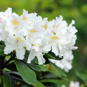 Rhododendron 'Cunningham's White' 60-70 cm