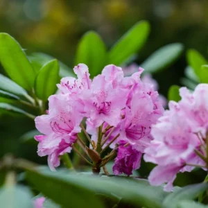 Rhododendron 'Roseum Elegans' 40-50 cm