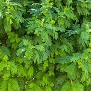 Robinia 12-14