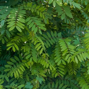 Robinia 'Bessoniana' 12-14