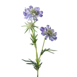 Scabiosa safir 70 cm