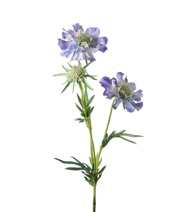 Scabiosa safir 70 cm