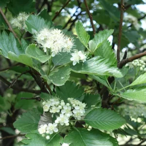 Vitoxel 'Magnifica' 14-16