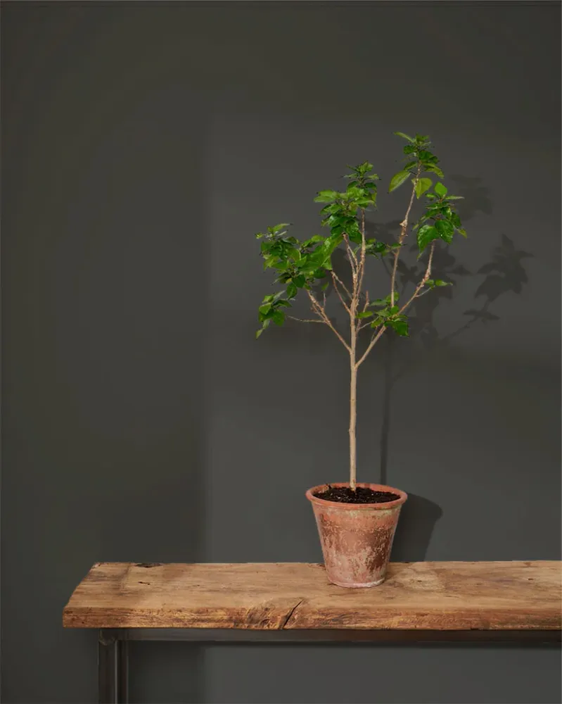 Graphite Wall Paint Satin Sheen 2