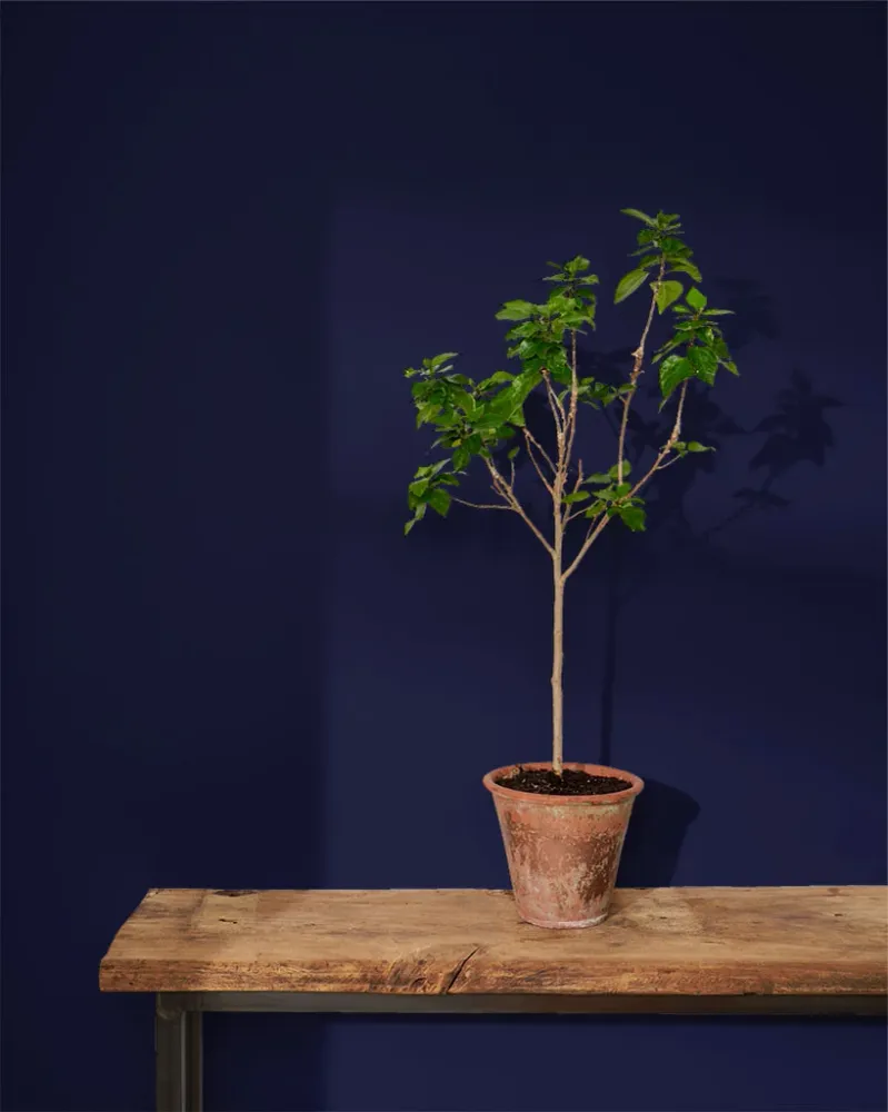 Oxford Safir Wall Paint 2