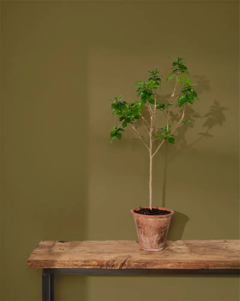 Snabbtorkande Olive Wall Paint 2